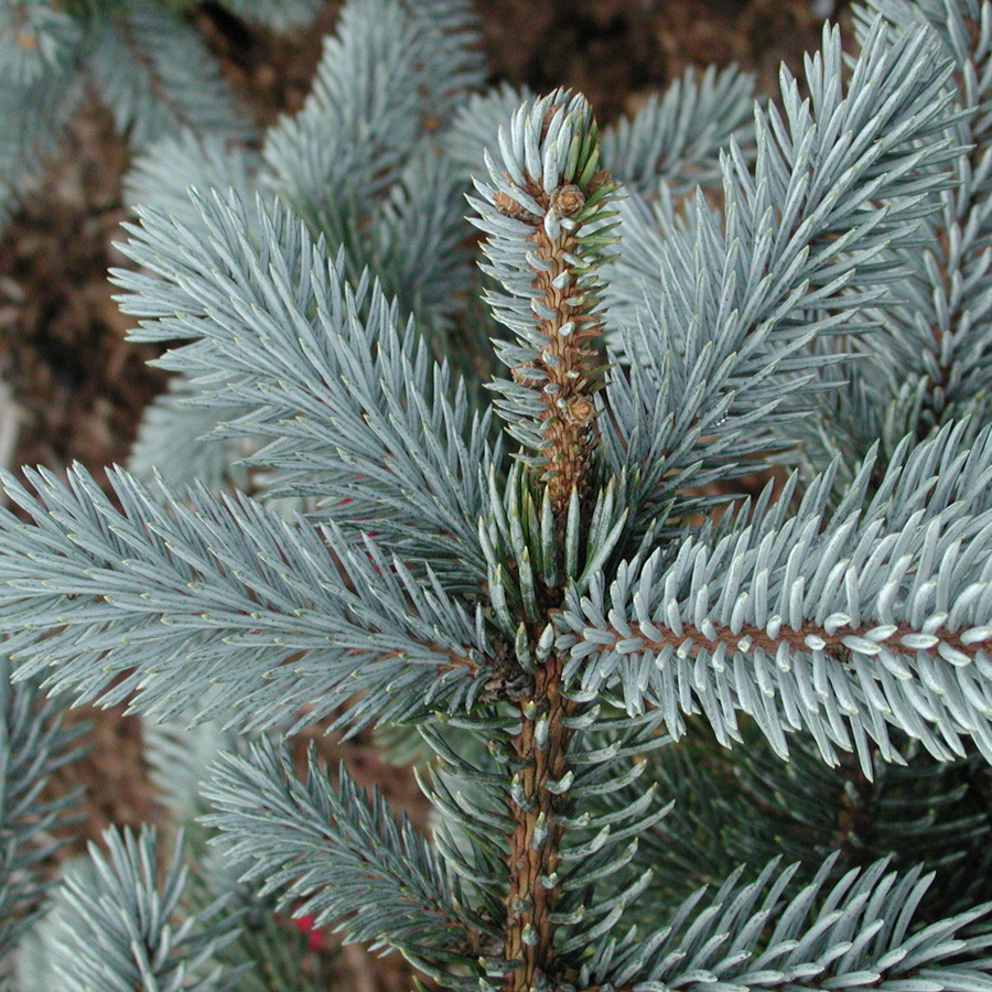 Picea pungens 'Hoopsii'