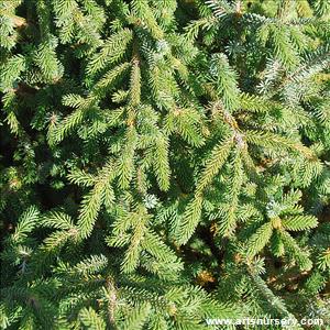 Picea purpurea