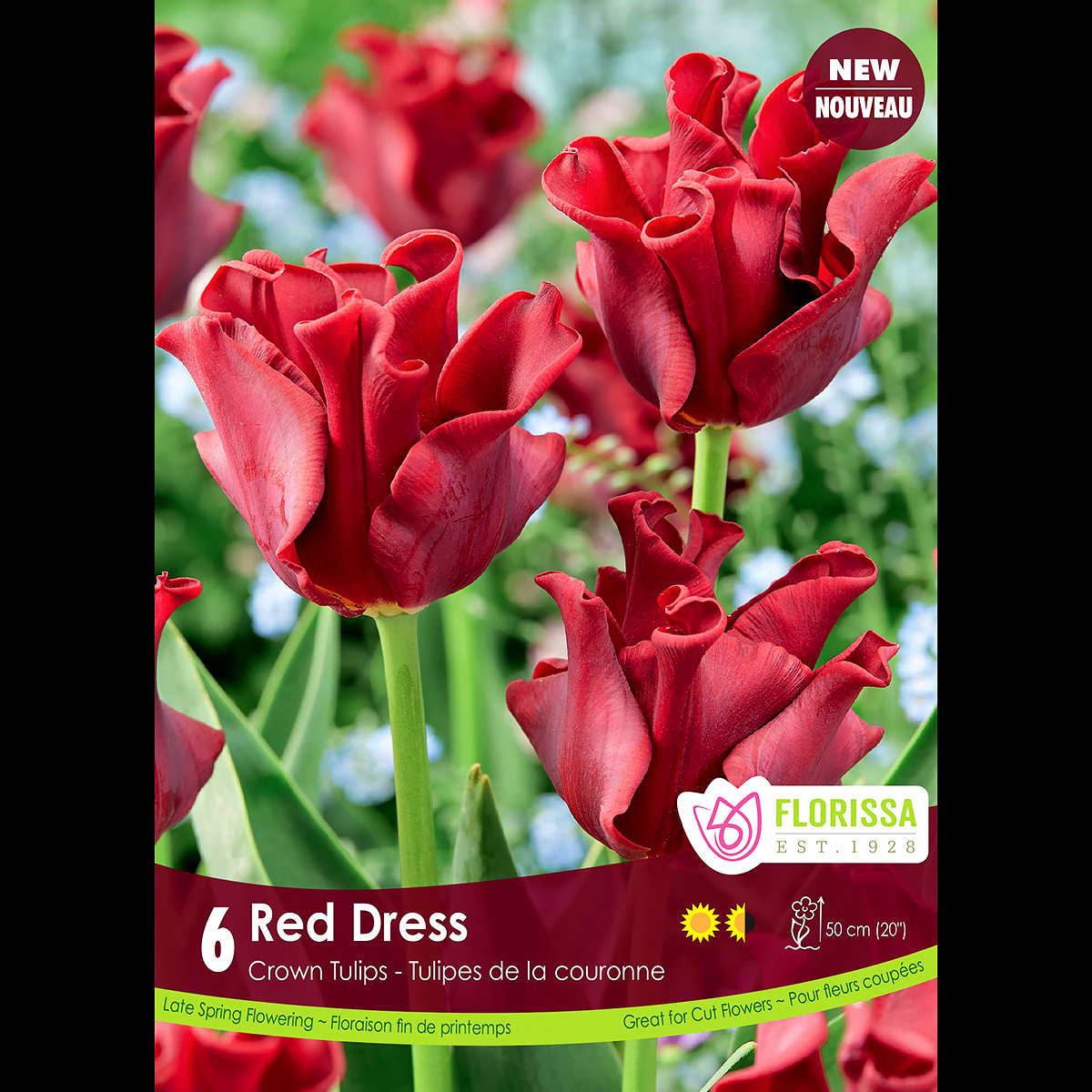 'Red Dress' Tulip Bulbs 6PK