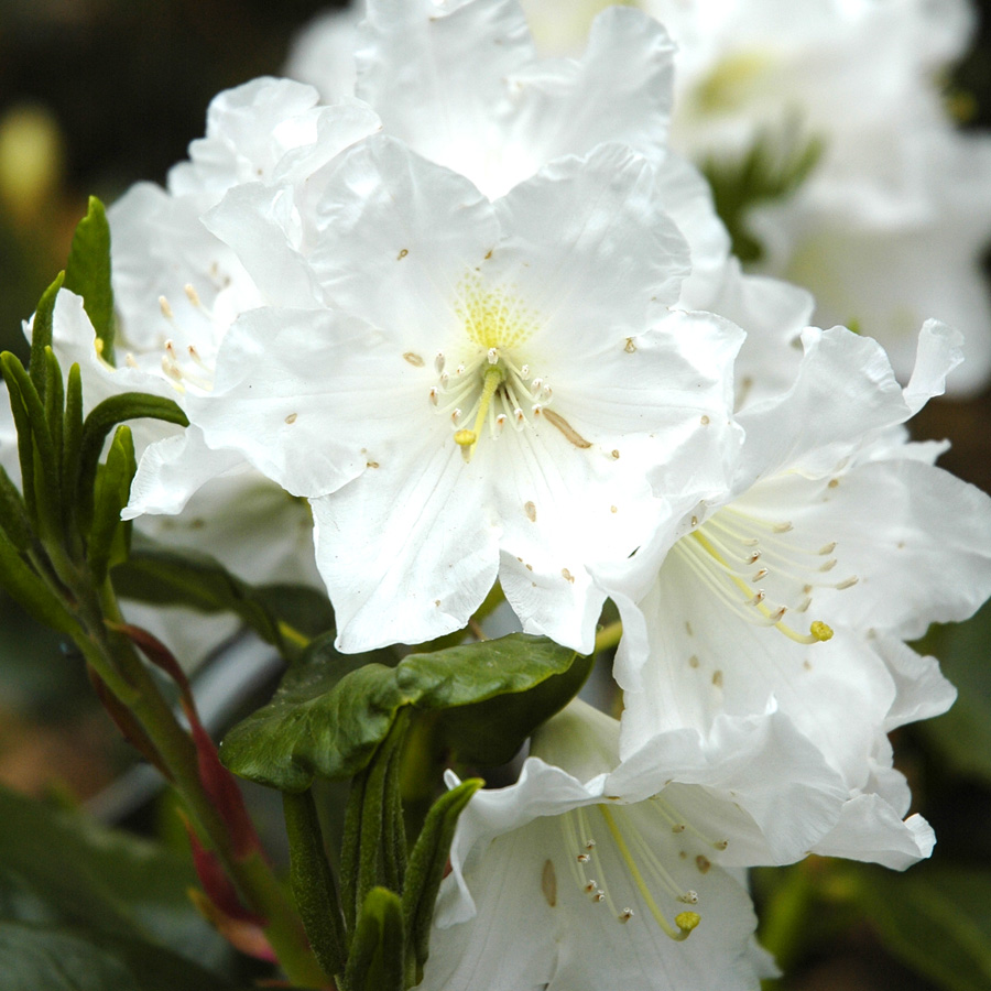 Rhododendrons | Art's Nursery Ltd