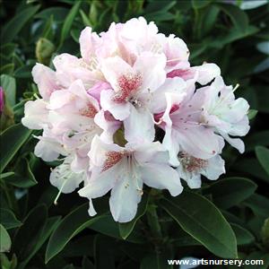 Rhododendron 'Cunningham's Blush'