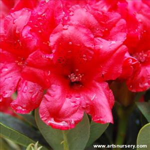 Rhododendron 'Dopey'