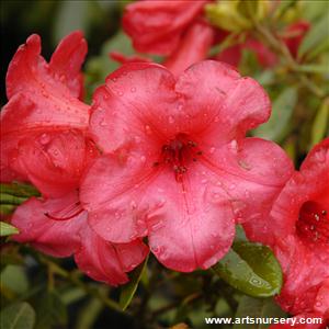 Rhododendron Elizabeth