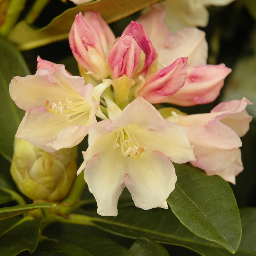 Rhododendron 'Golden Torch' 21/24'