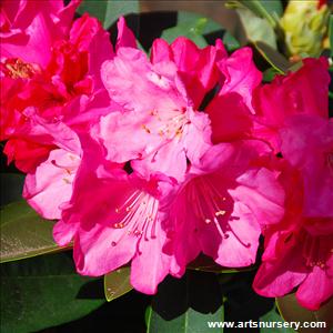 Rhododendron 'Hachman's Belona'