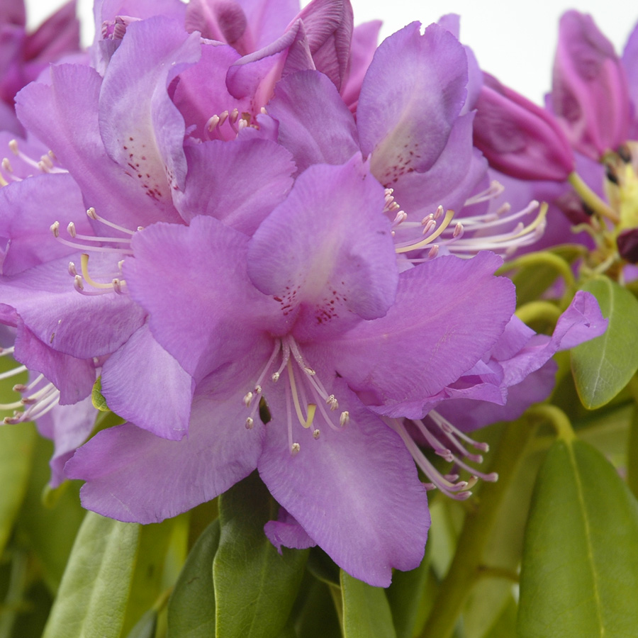 Rhododendron 'Lee's Dark Purple' B&B 24-30"