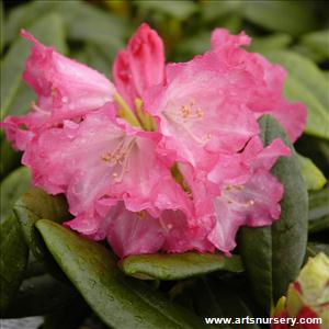 Rhododendron 'Noyo Brave'