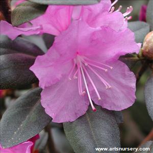 Rhododendron 'PJM Regal'