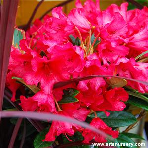 Rhododendron 'Titan Beauty'