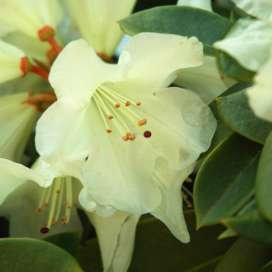 Rhododendron 'Unique' B&B 21-24"