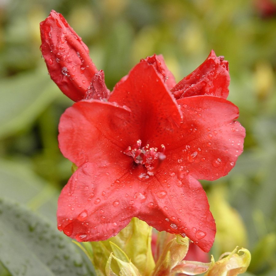 Rhododendron 'Vulcan' B&B 21-24"