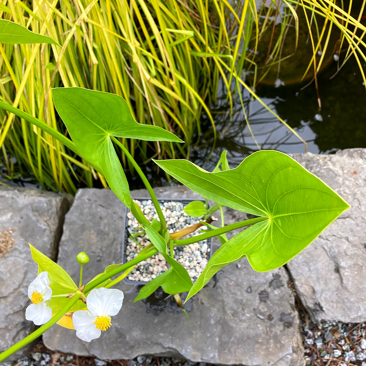 Sagittaria_latifolia.jpg