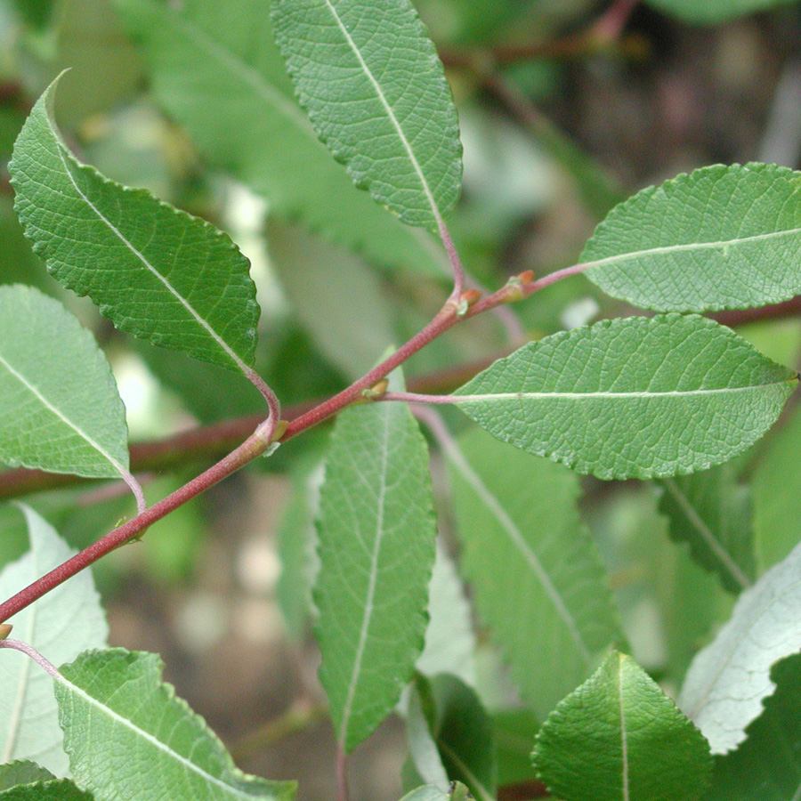 Salix caprea 'pendula'
