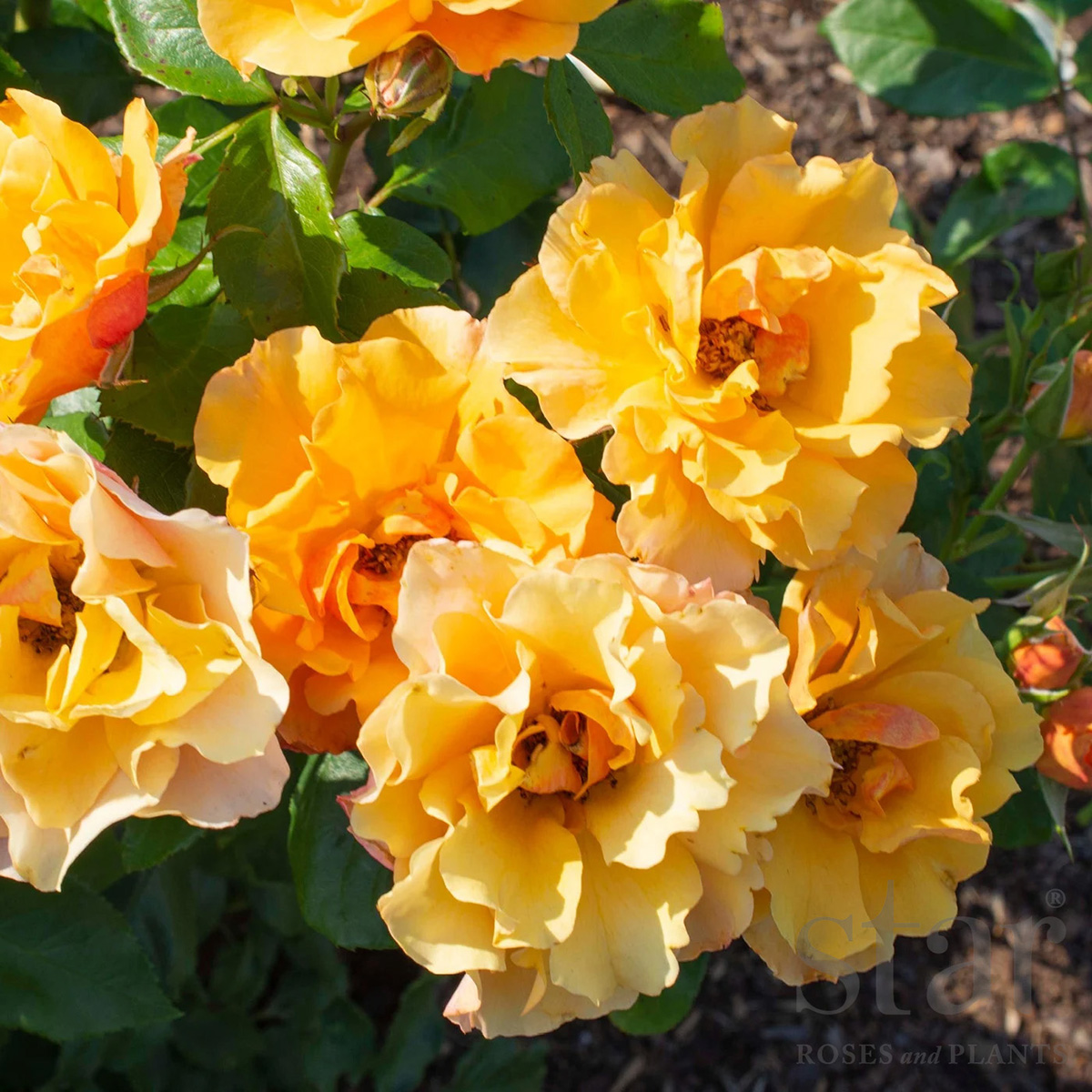 Rosa 'Tequila Gold'