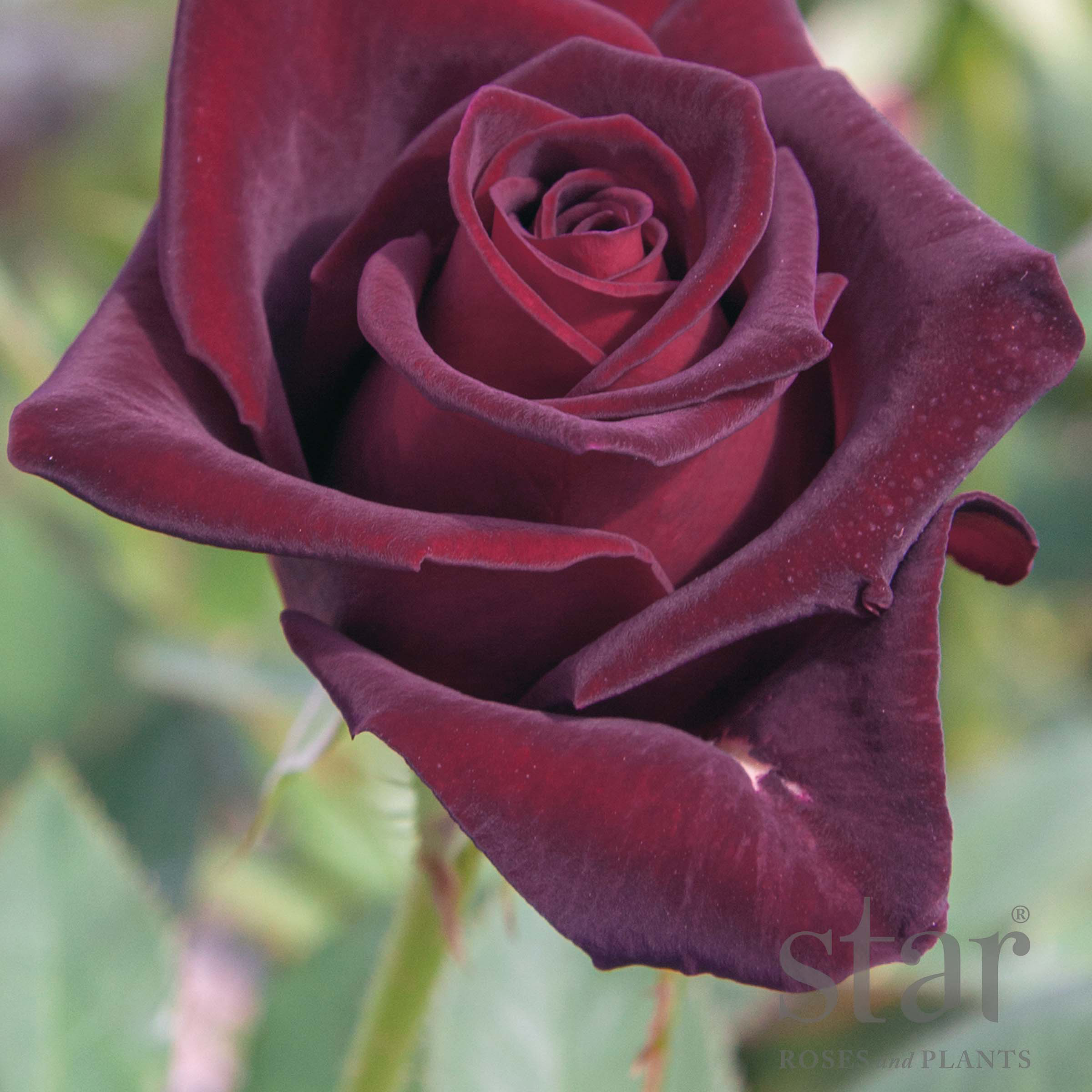 Star Roses Black Baccara 2_edit.jpg