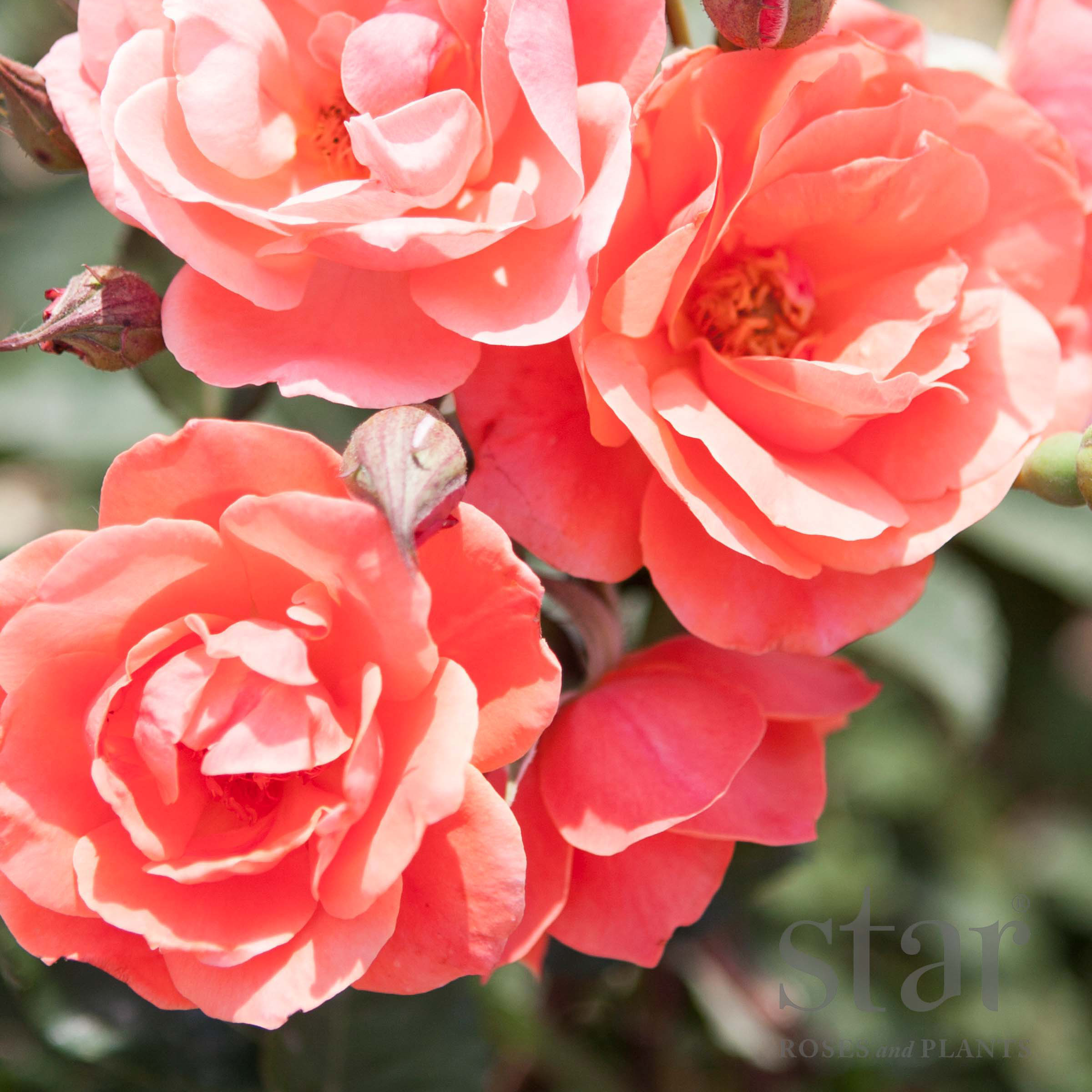 Star Roses Coral KnockOut_edit.jpg