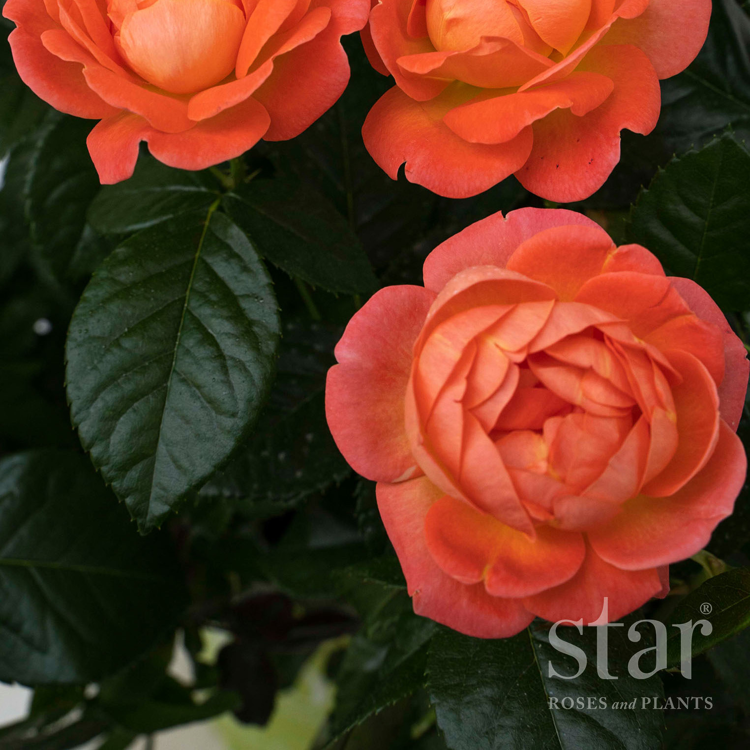 Star Roses Orange Glow Knock Out (1).jpg