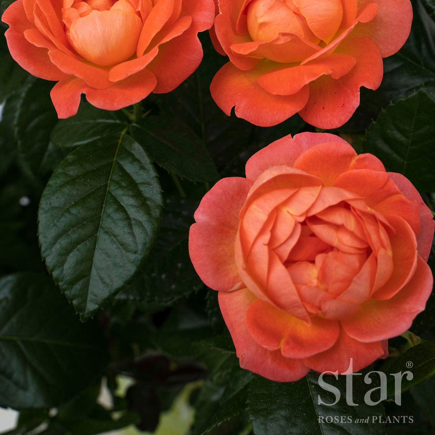 Star Roses Orange Glow Knock Out (2).jpg