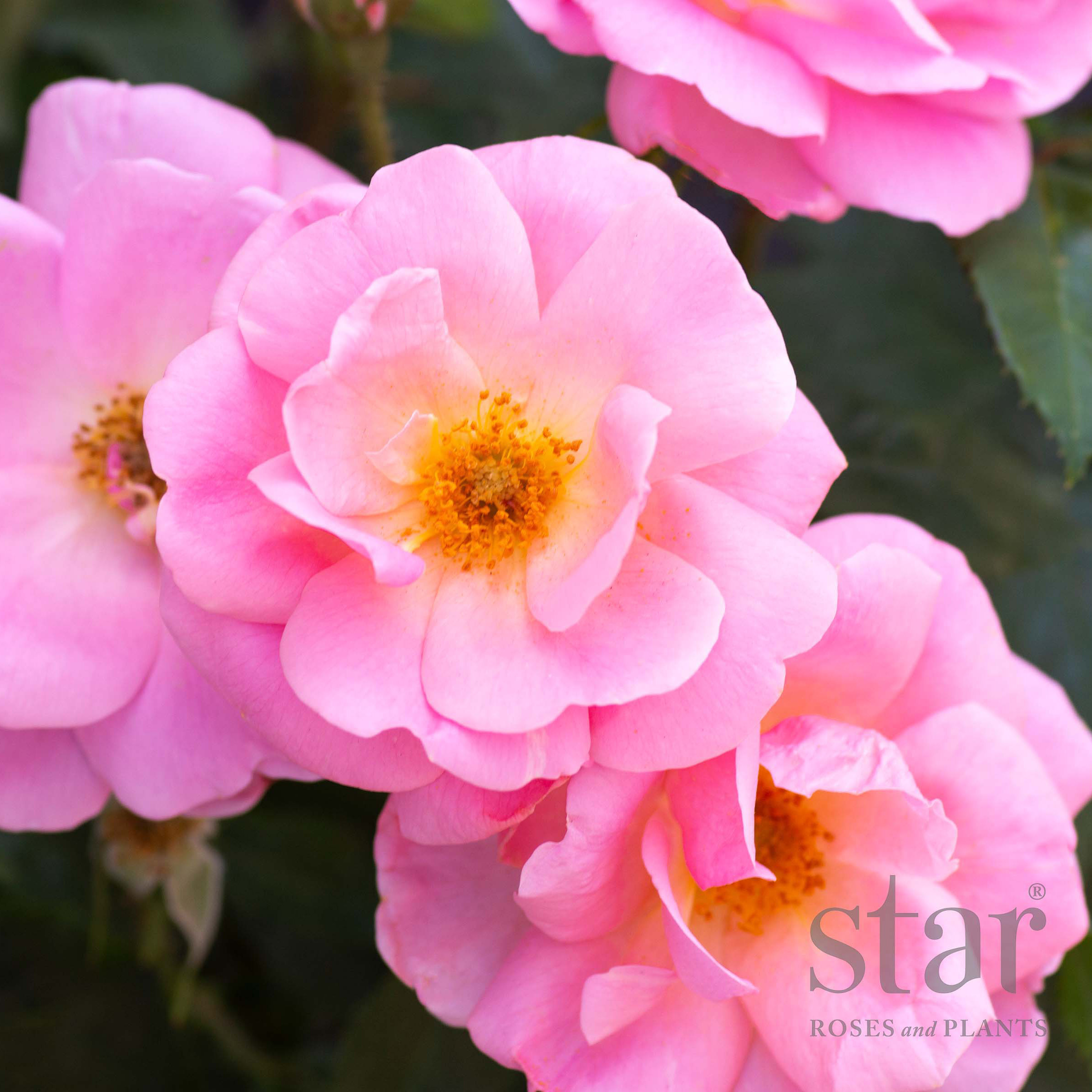 Star Roses Peachy Knock Out_edited.jpg