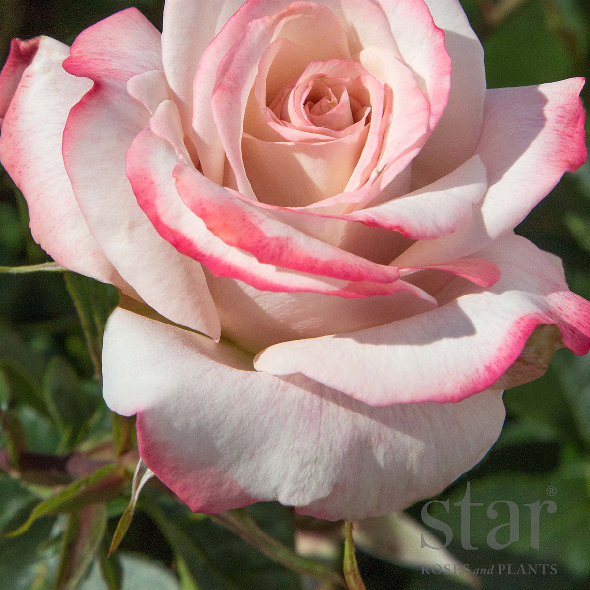 Star Roses Pinkerbelle.jpg