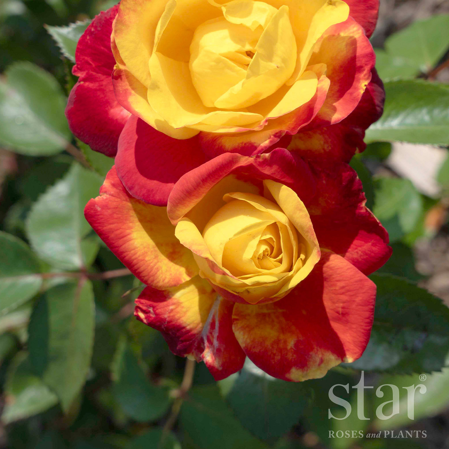 Star Roses sunbelt Garden Flame_2.jpg