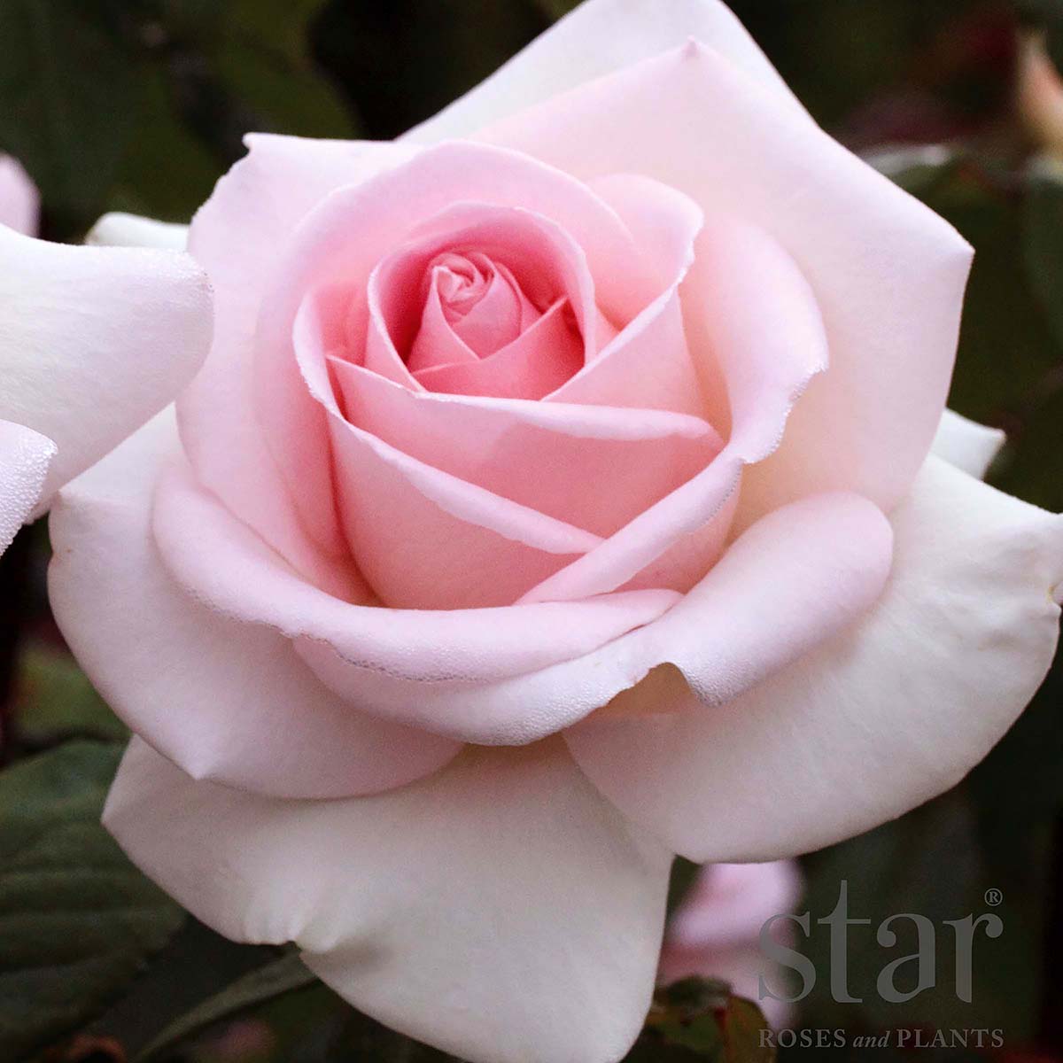 StarRoses_FrancisMeilland.jpg