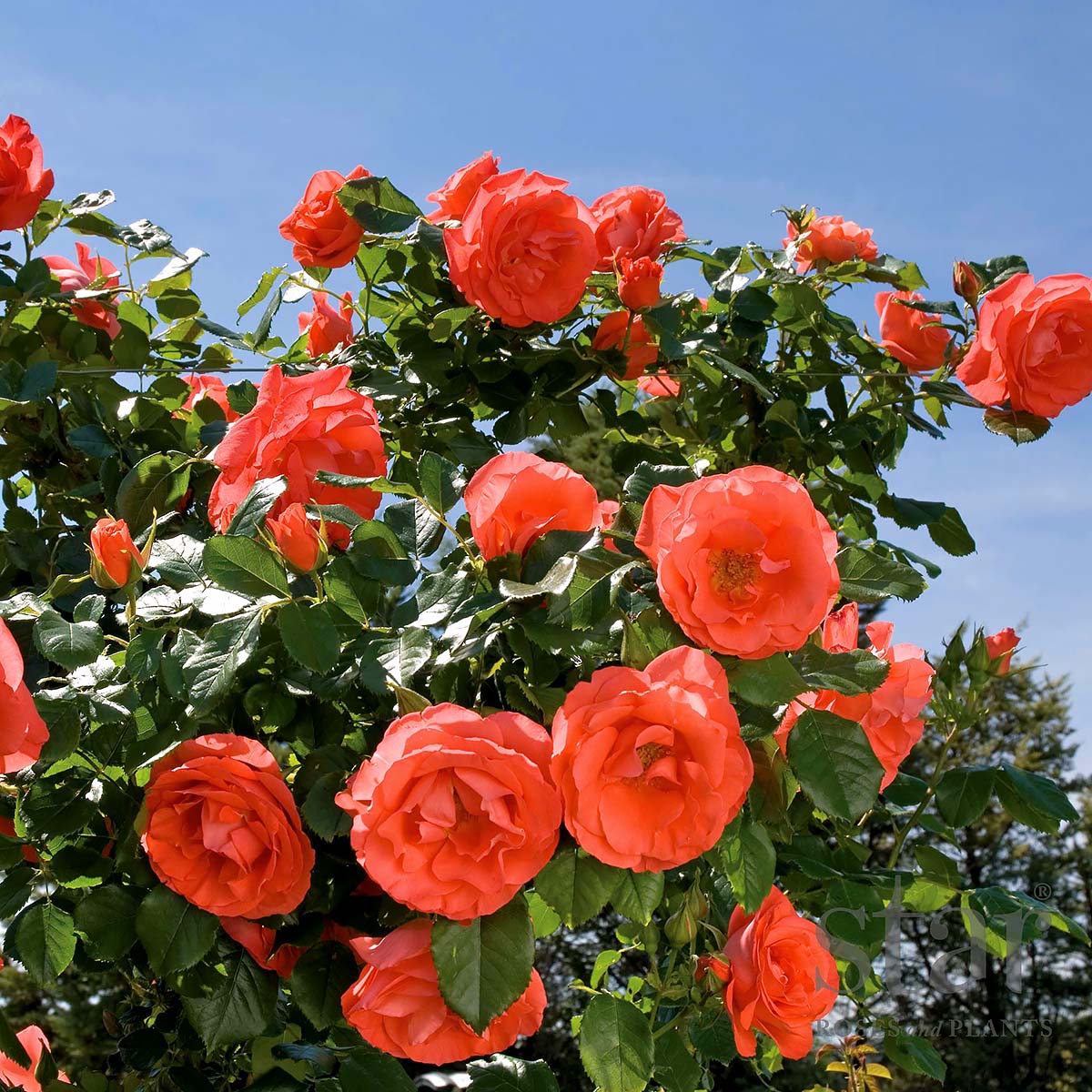 Rosa 'Marmalade Skies' 