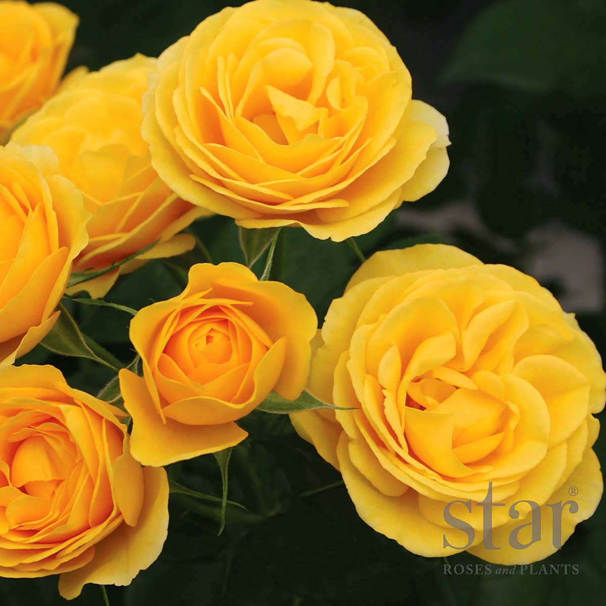 StarRoses_SunbeamVeranda1.jpg