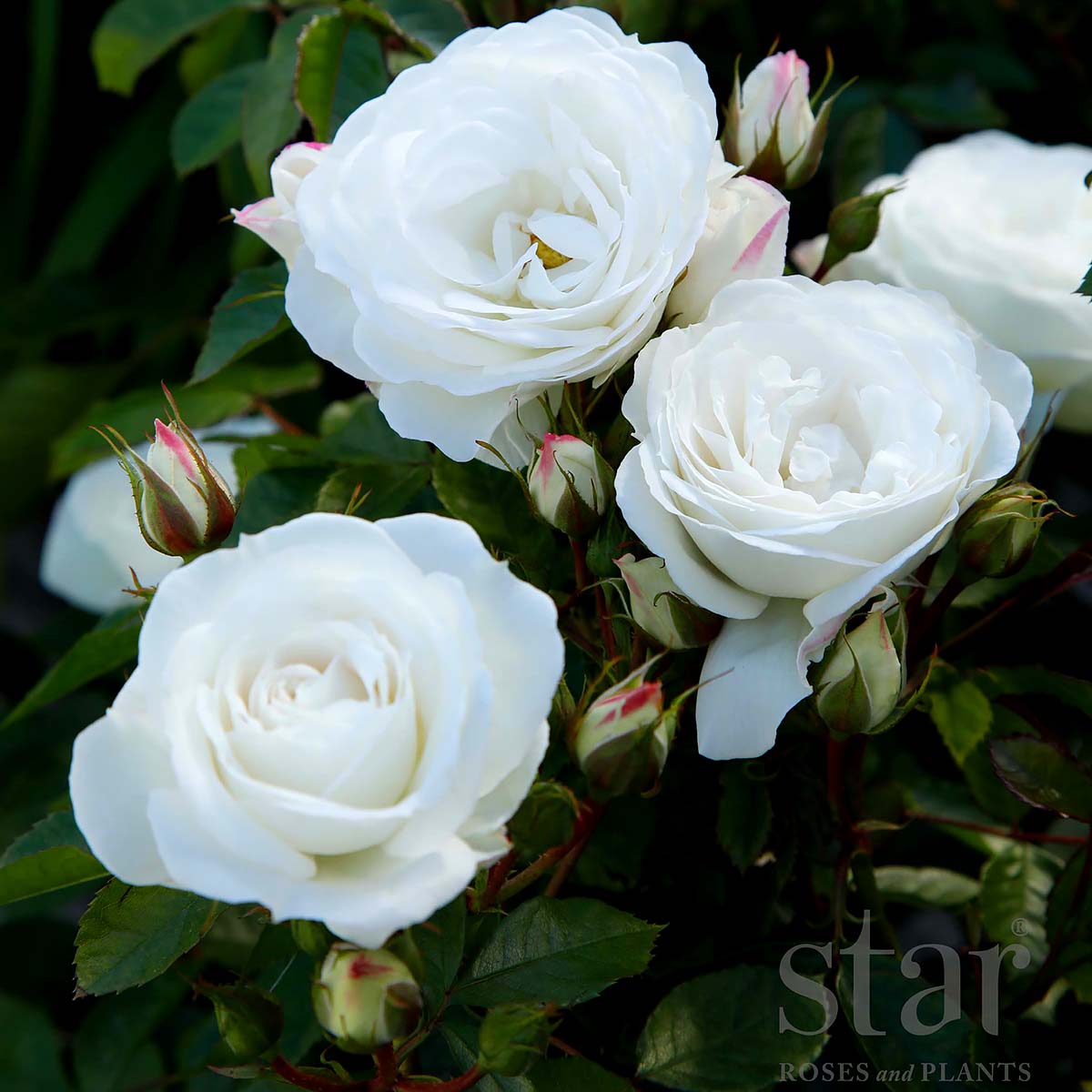 StarRoses_WhiteVeranda.jpg