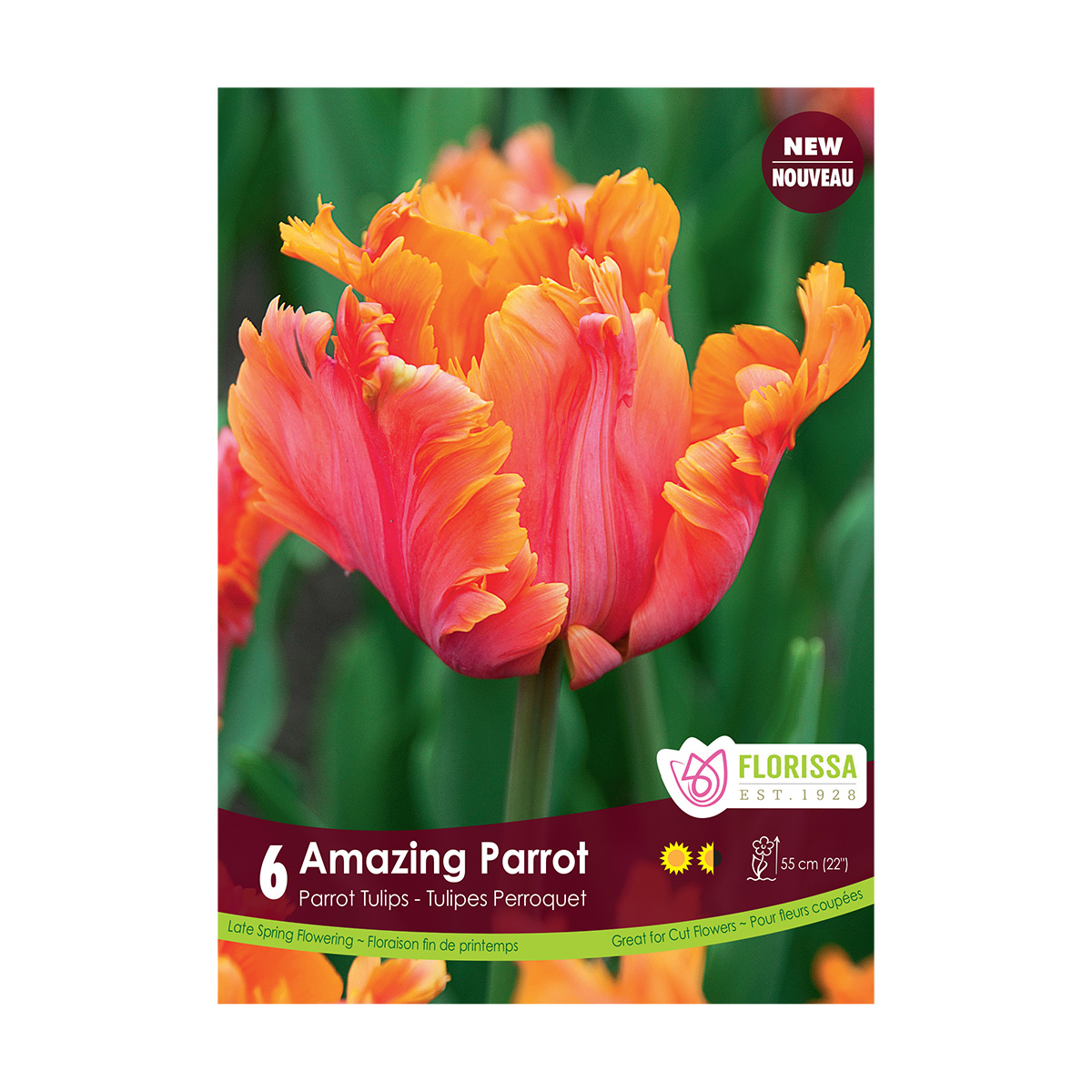 Tulip_AmazingParrot.jpg