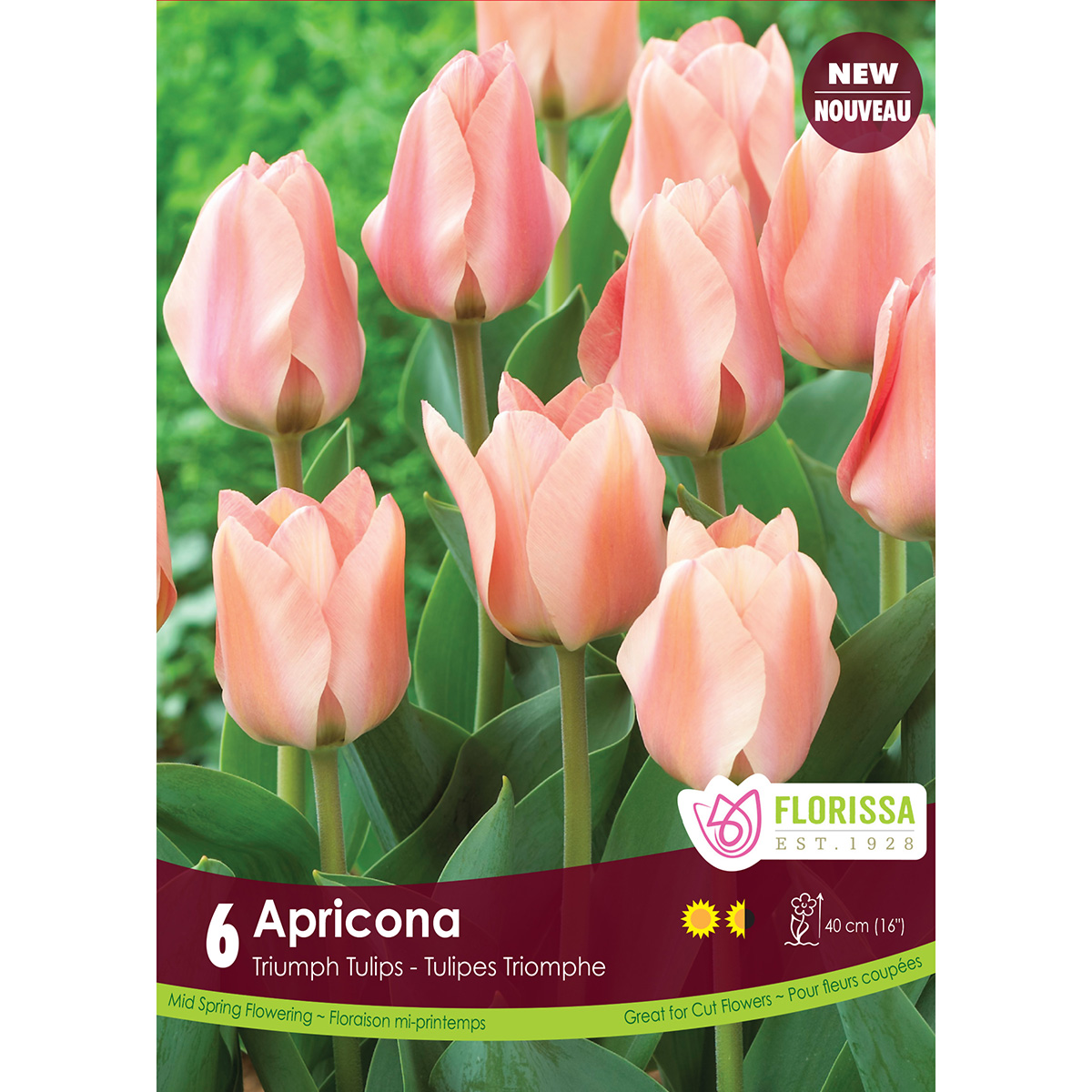 Tulipa (тюльпан) Apricot favourite