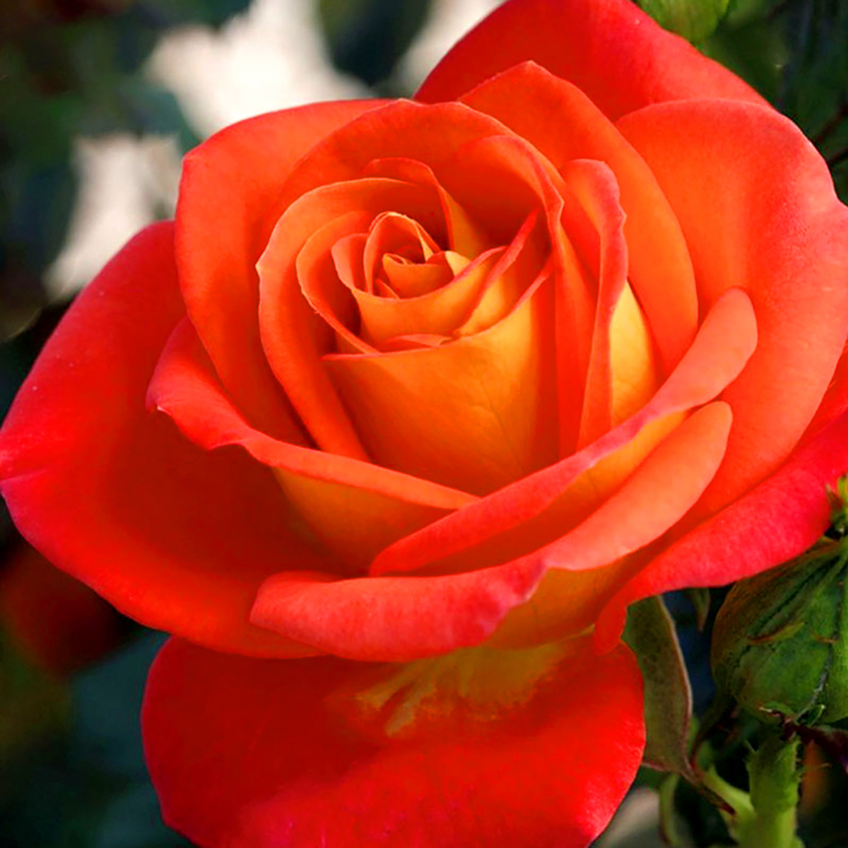 Rosa 'Burst of Joy' | Floribunda Roses | Arts Nursery Ltd