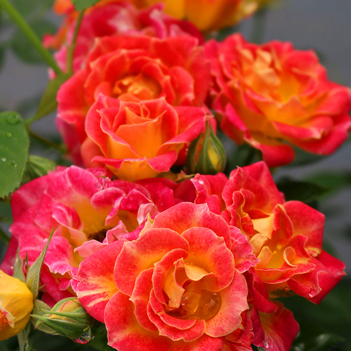 Rosa 'Tiddly Winks'- Miniature | Miniature Roses | Arts Nursery Garden ...