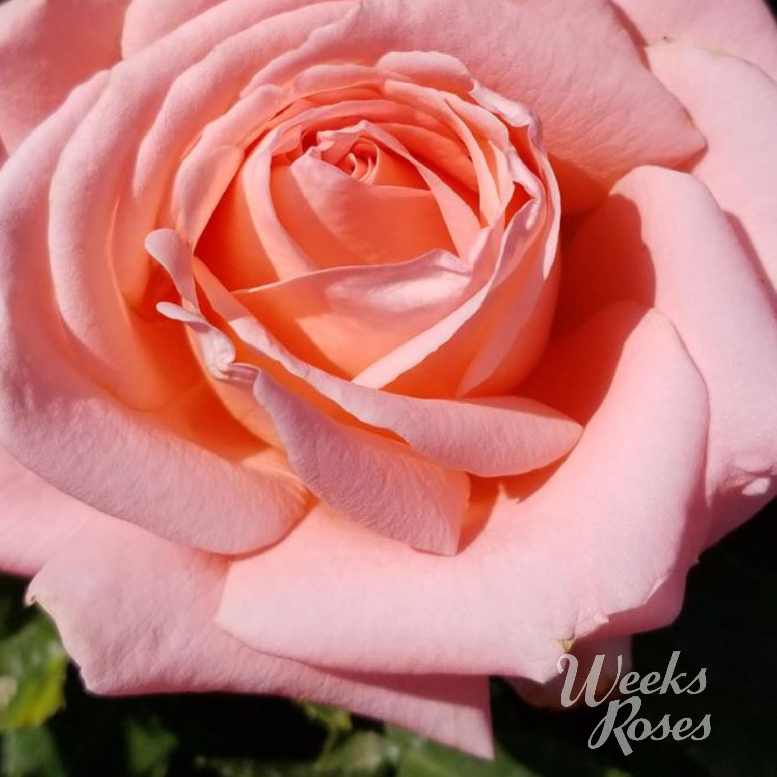 Weeks Rose Web image Heavenly Scented.jpg