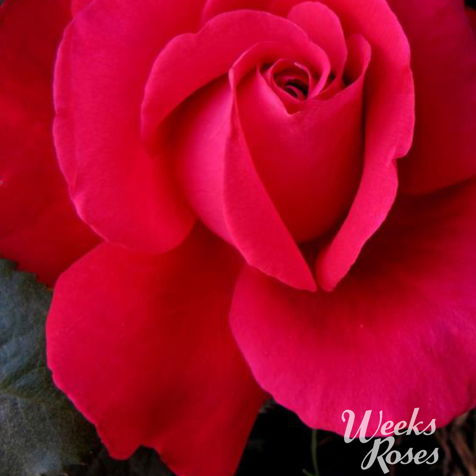 Weeks Rose Web image In Love Again.jpg