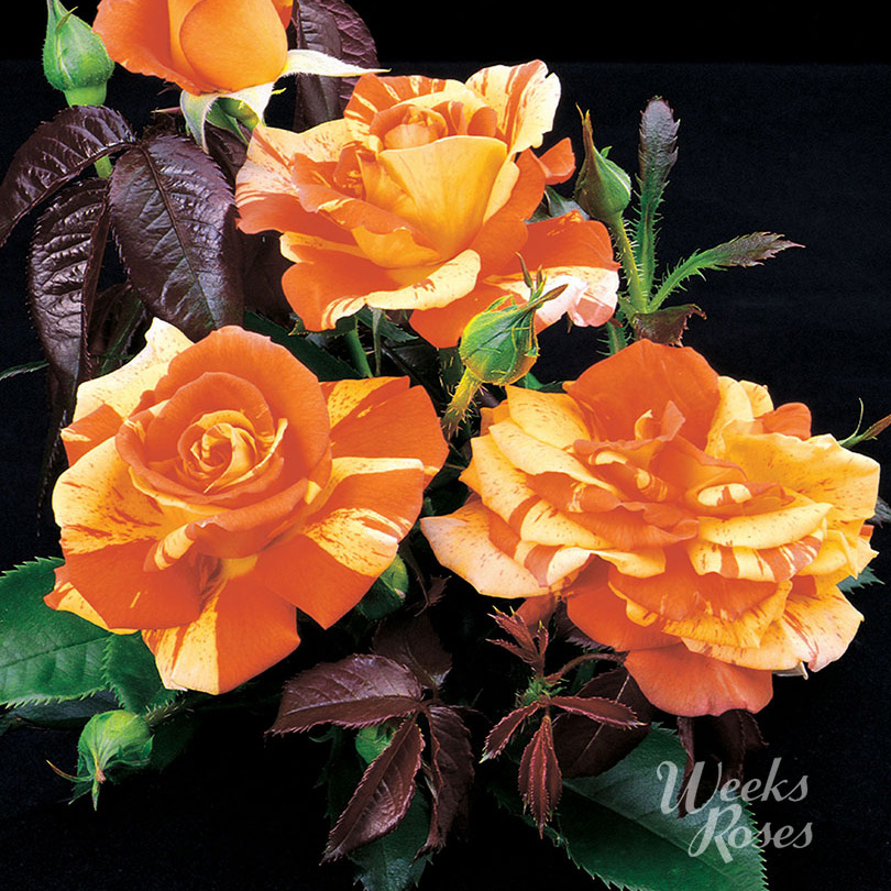 Weeks Rose Web image Oranges N Lemons.jpg