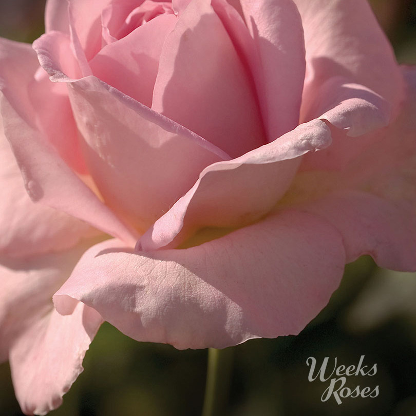 Weeks Rose Web image tiffany.jpg