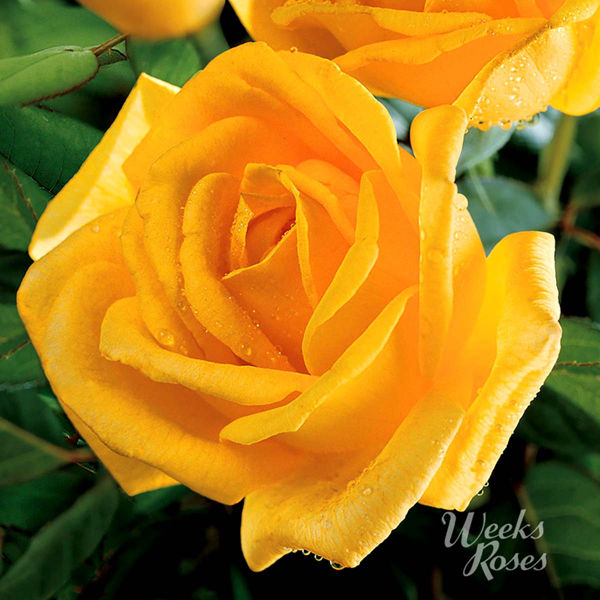 Rosa 'Radiant Perfume' 36' Tree Rose