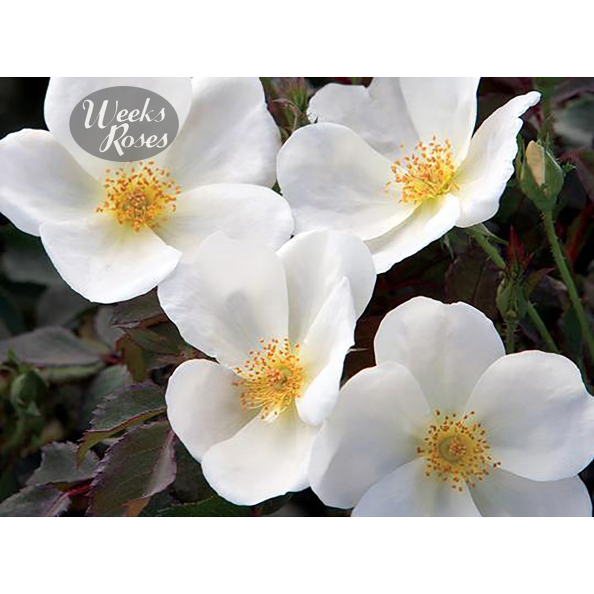 WhiteKnockOut_1200px.jpg
