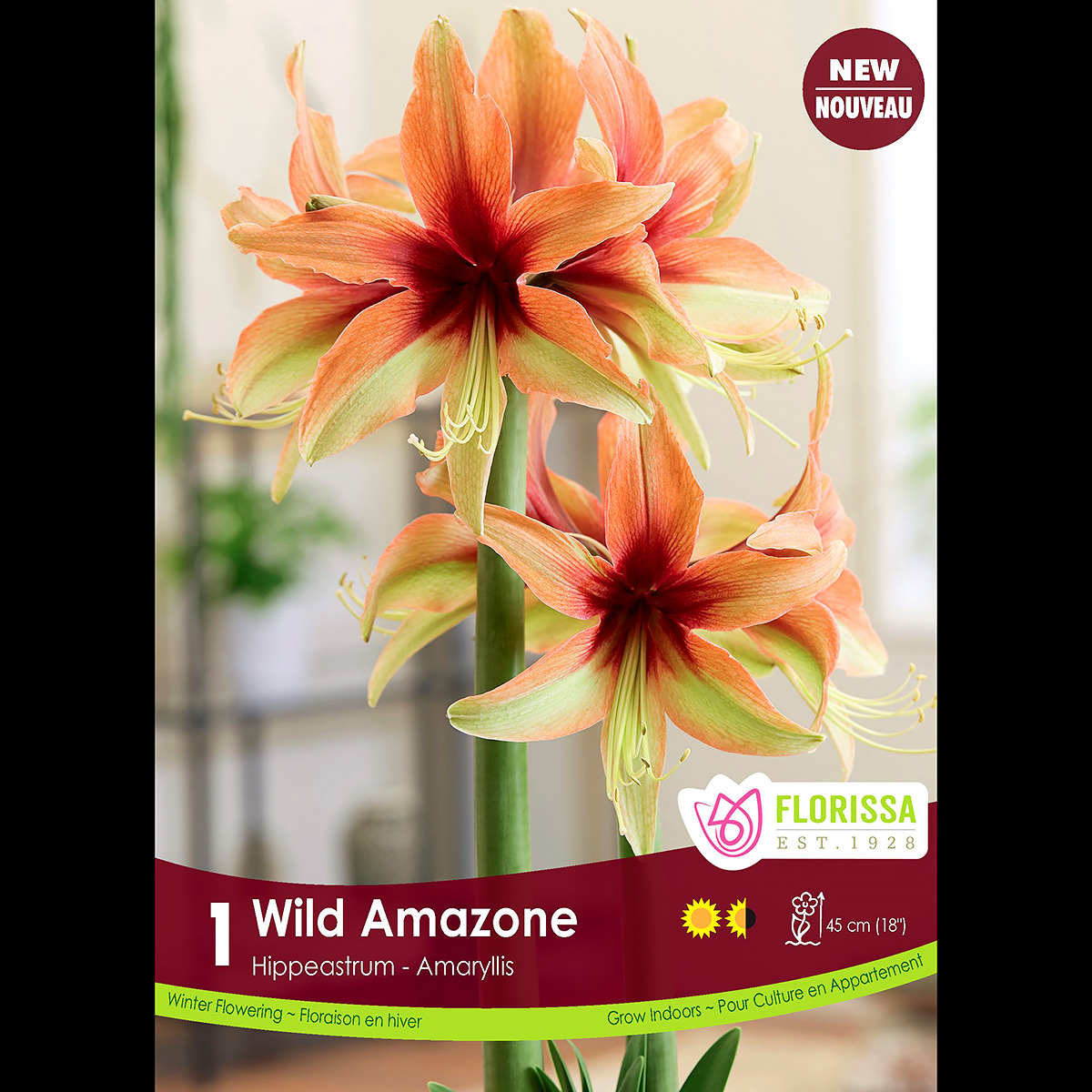 Amaryllis 'Magic Green' Bulb 1PK