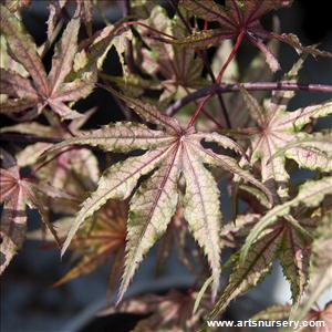 Acer palmatum 'Olson's Frosted Strawberry'