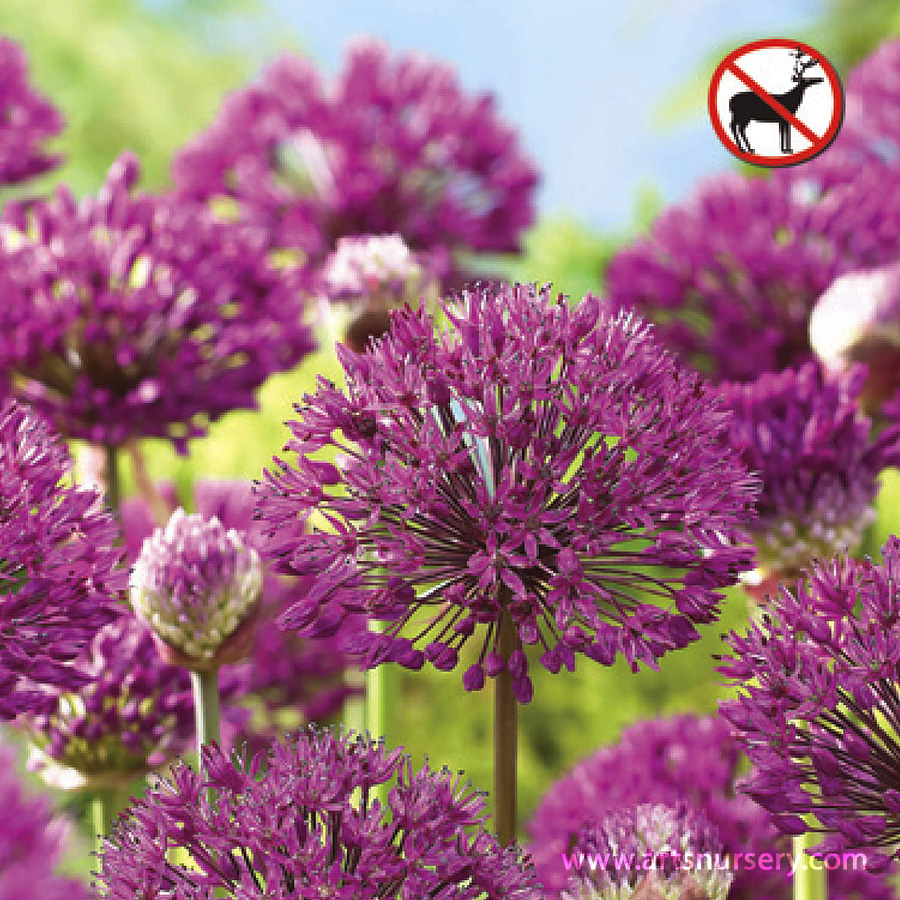 Allium 'Purple Sensation' Prepared Bulbs 