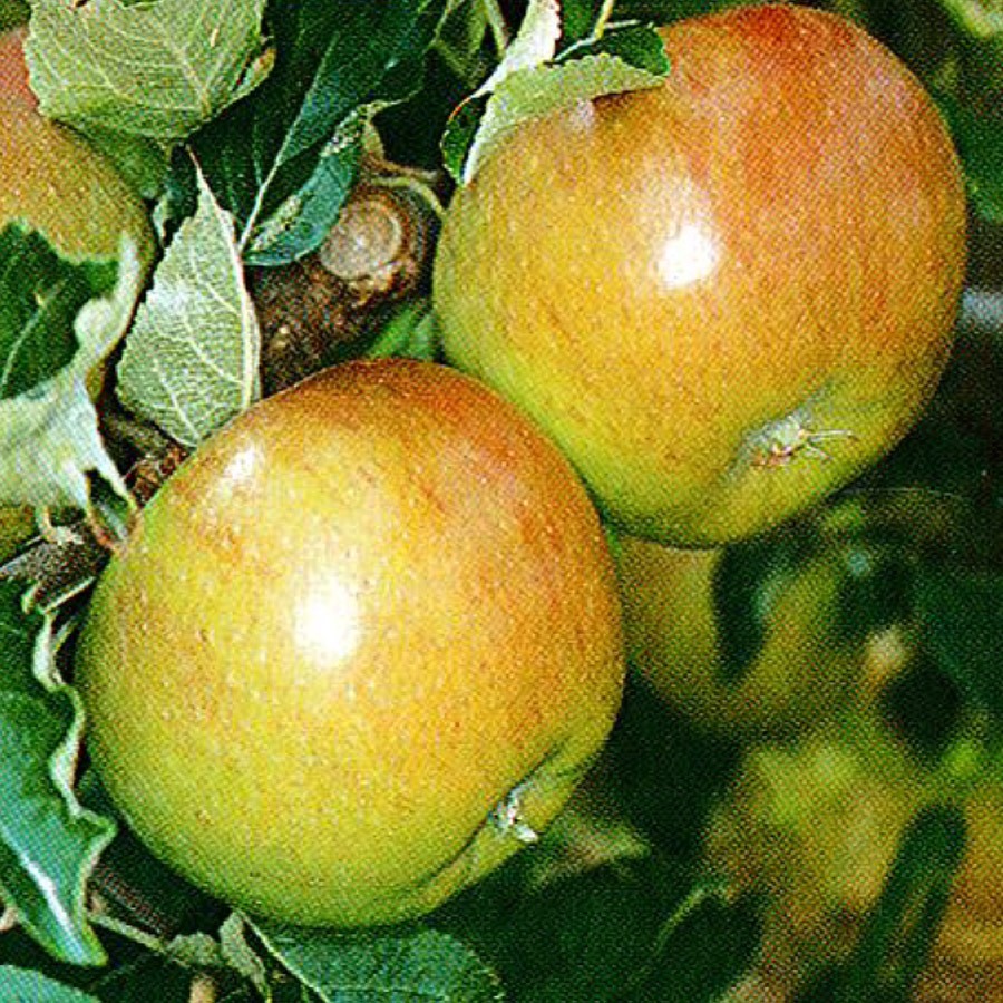 Malus 'Wolf River' (MID-LATE)