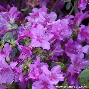 Azalea japonica 'Karen'