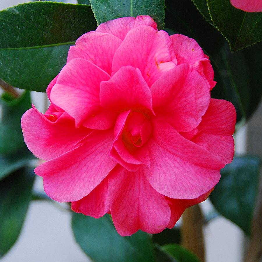 Camellia japonica 'Kumasaka' | Arts Nursery Ltd