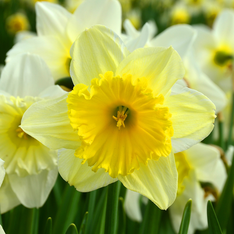 Narcissus Ice Follies Bulbs | Daffodils | Arts Nursery