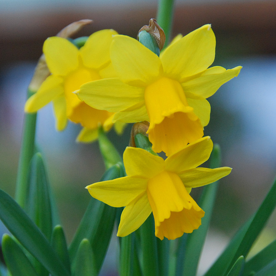 Narcissus Delnashaugh Bulbs | Daffodils | Arts Nursery