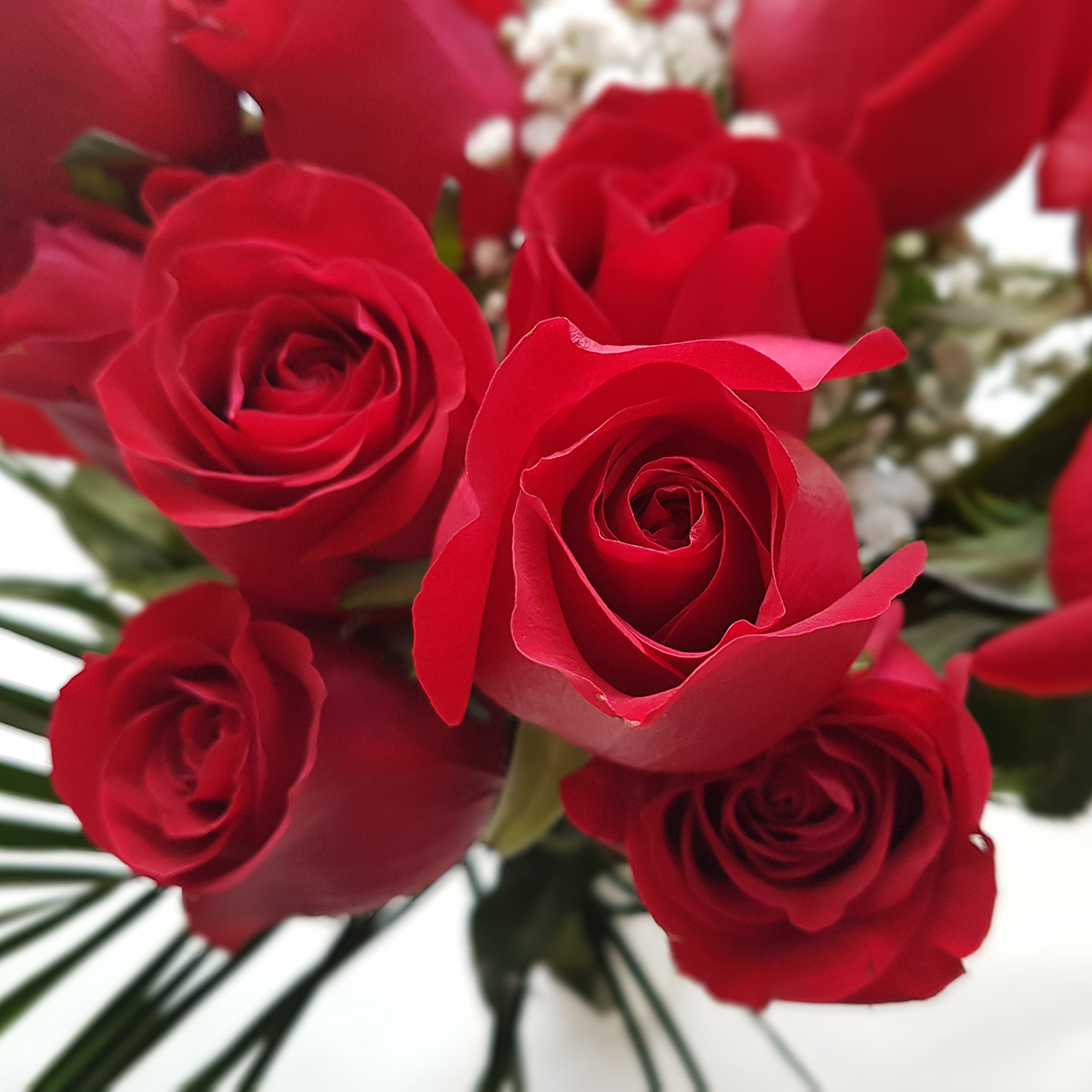 dozen_longstem_red_roses.jpg