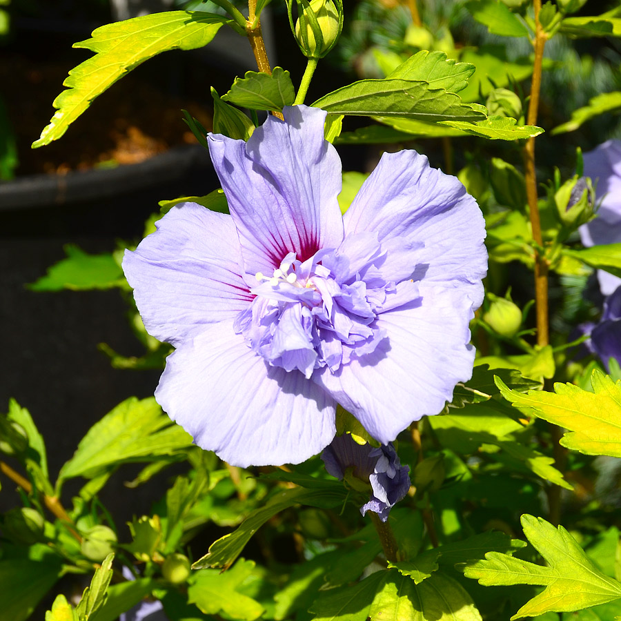 hibiscus_bluechiffon.jpg