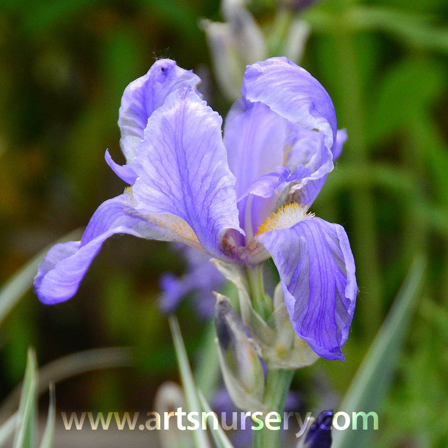 Iris pallida ‘Argentea Variegata’